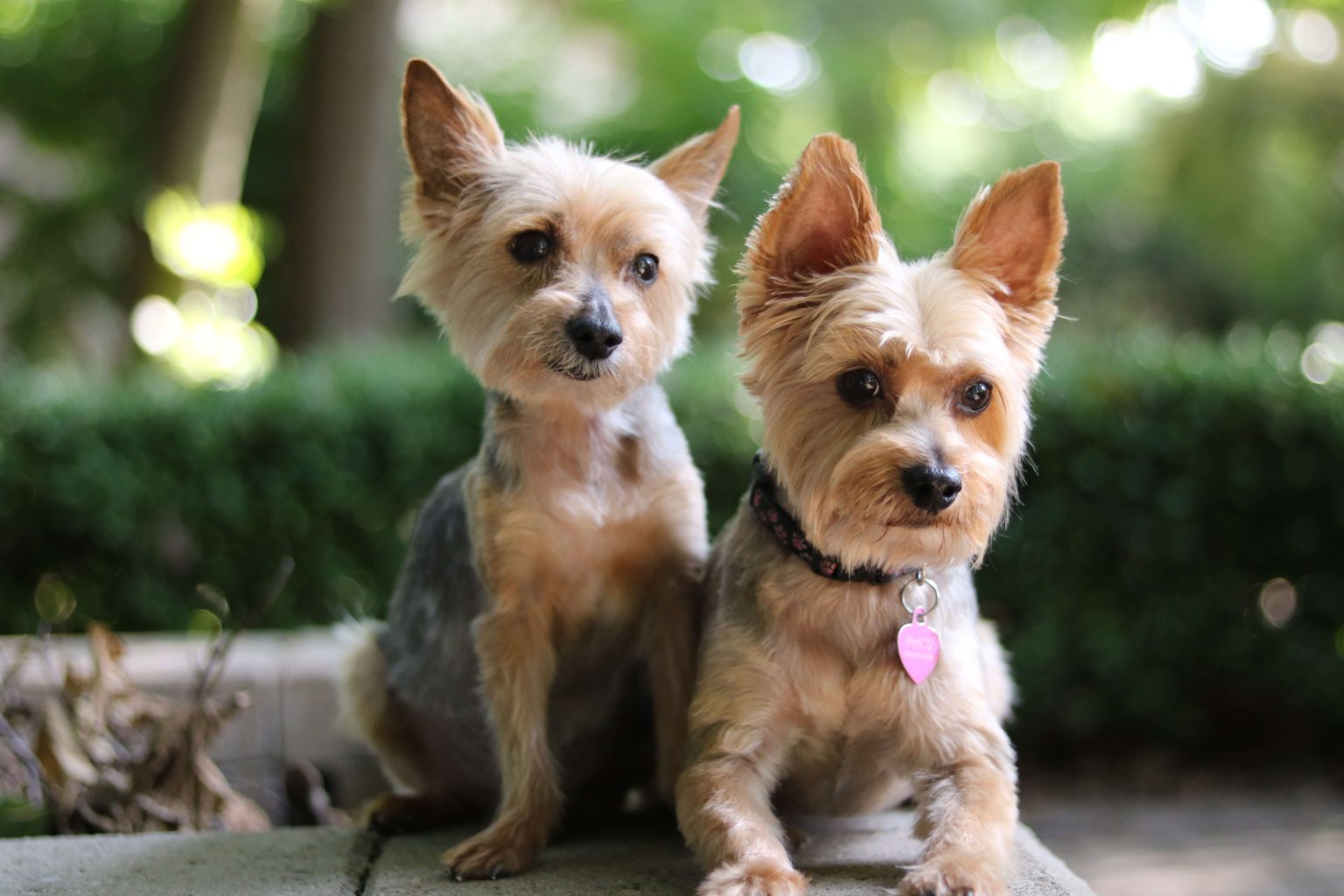 How Much Should My Yorkie Weigh? +Healthy Yorkie Weight Chart