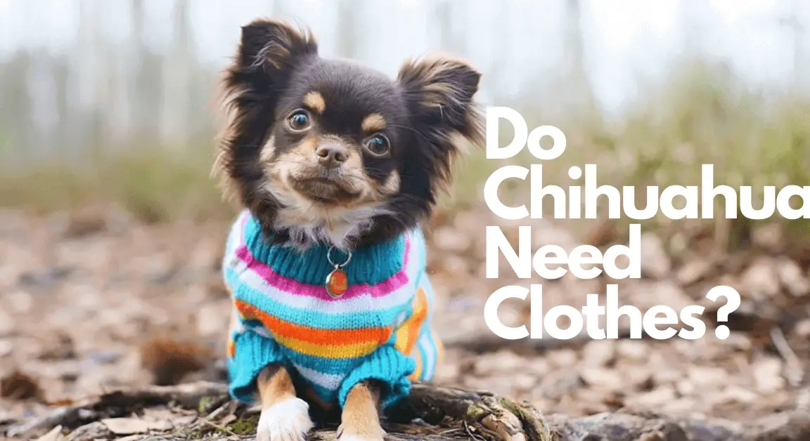 Do Chihuahuas Need Clothes