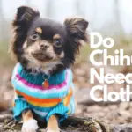Do Chihuahuas Need Clothes