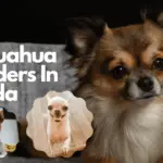 Best Chihuahua Breeders In Florida