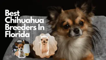 Best Chihuahua Breeders In Florida