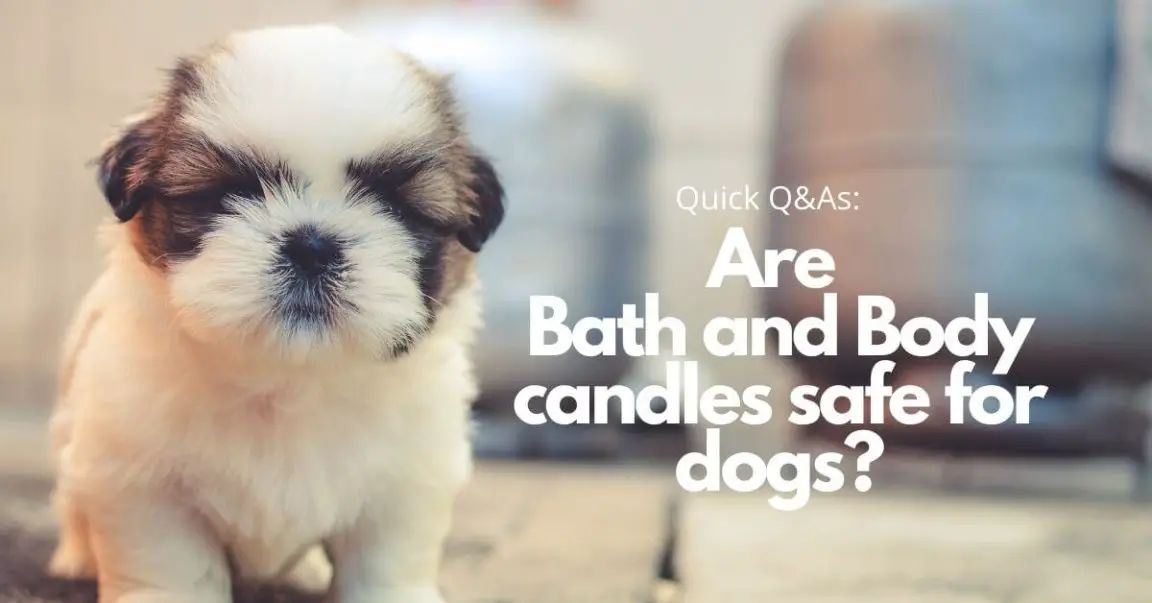 Are Bath and Body candles safe for dogs? (Read This First!)