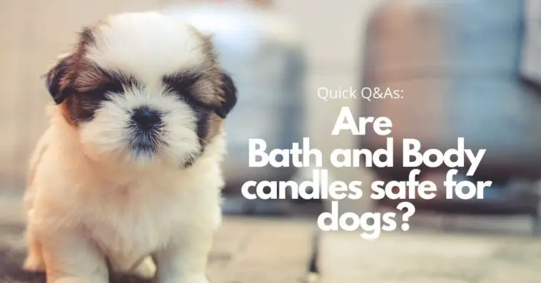 Are Bath and Body candles safe for dogs