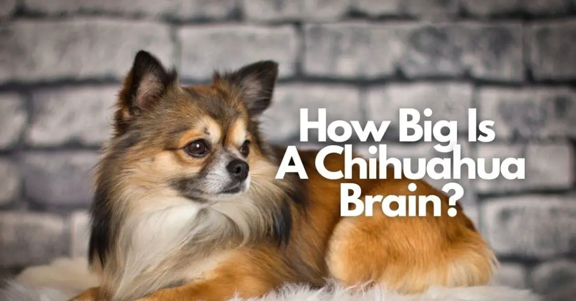 How Big Is A Chihuahua Brain? Does It Affect Their IQ? (Read This First!)
