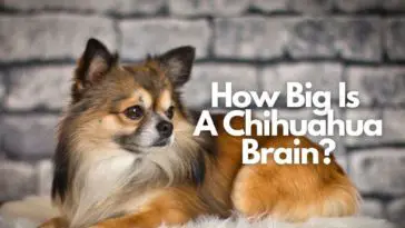 How Big Is A Chihuahua Brain