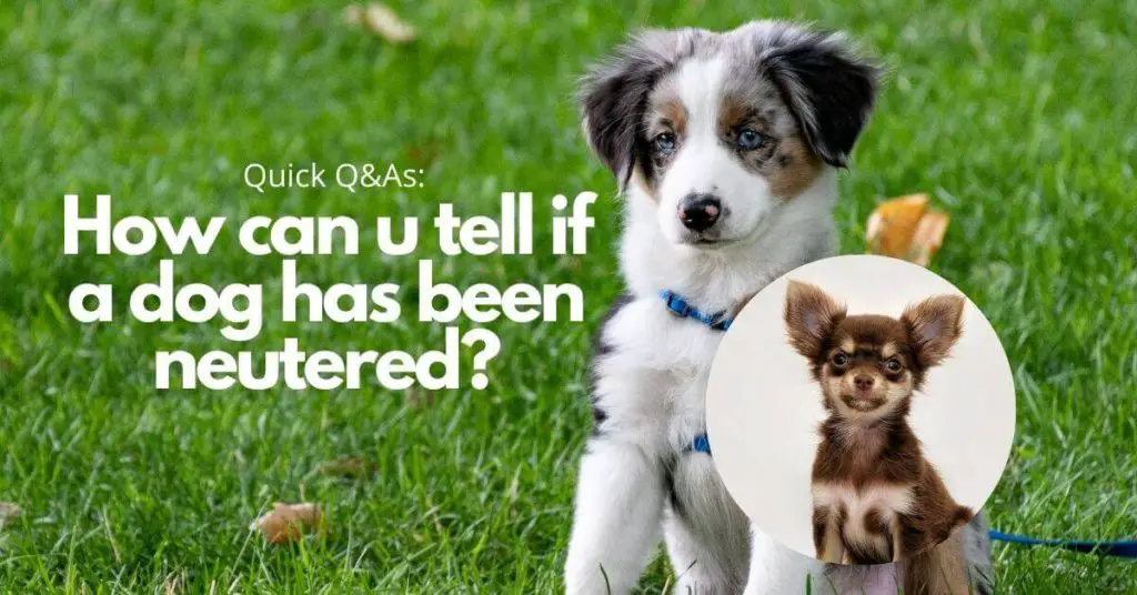 How can you tell if a dog has been neutered? (Read this first!)