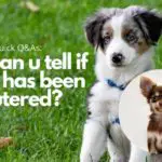 How can u tell if a dog has been neutered