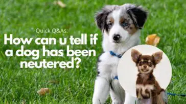 How can u tell if a dog has been neutered