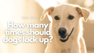 How many times should dogs lock up