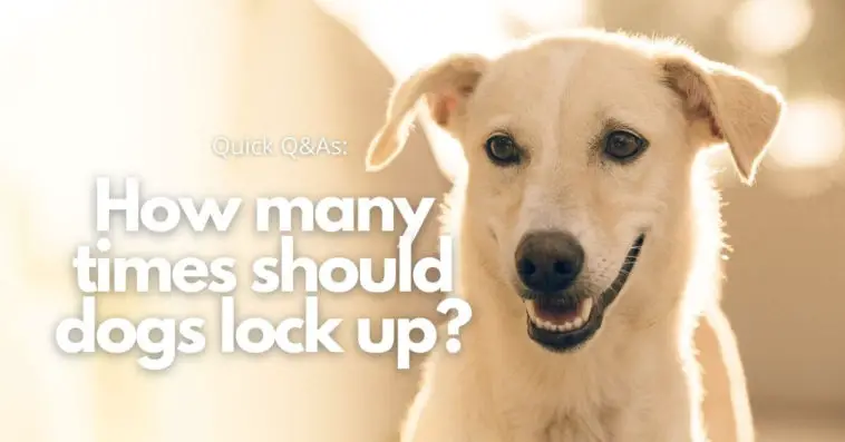 How many times should dogs lock up