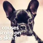 What causes black scabs on dogs skin