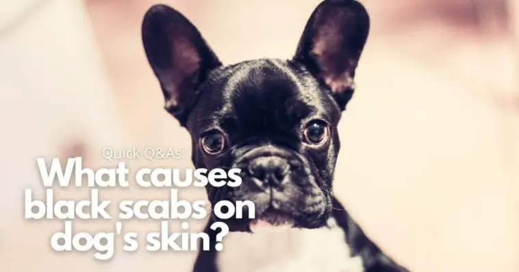 What causes black scabs on dogs skin