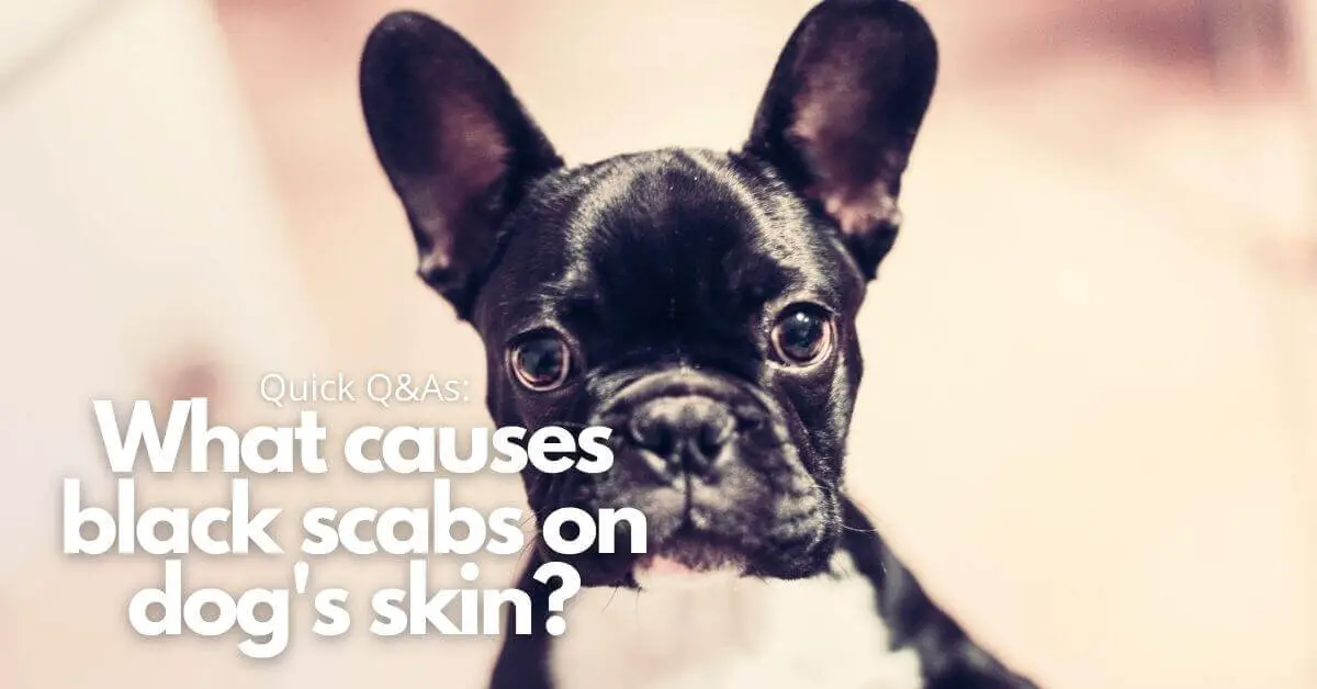 what causes scabs on dogs skin