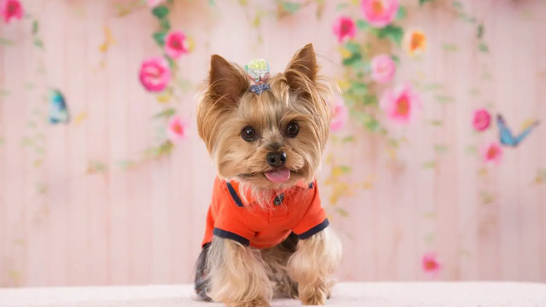 How To Groom A Yorkie Face? 5 Grooming Tips + 4 Top Hairstyles