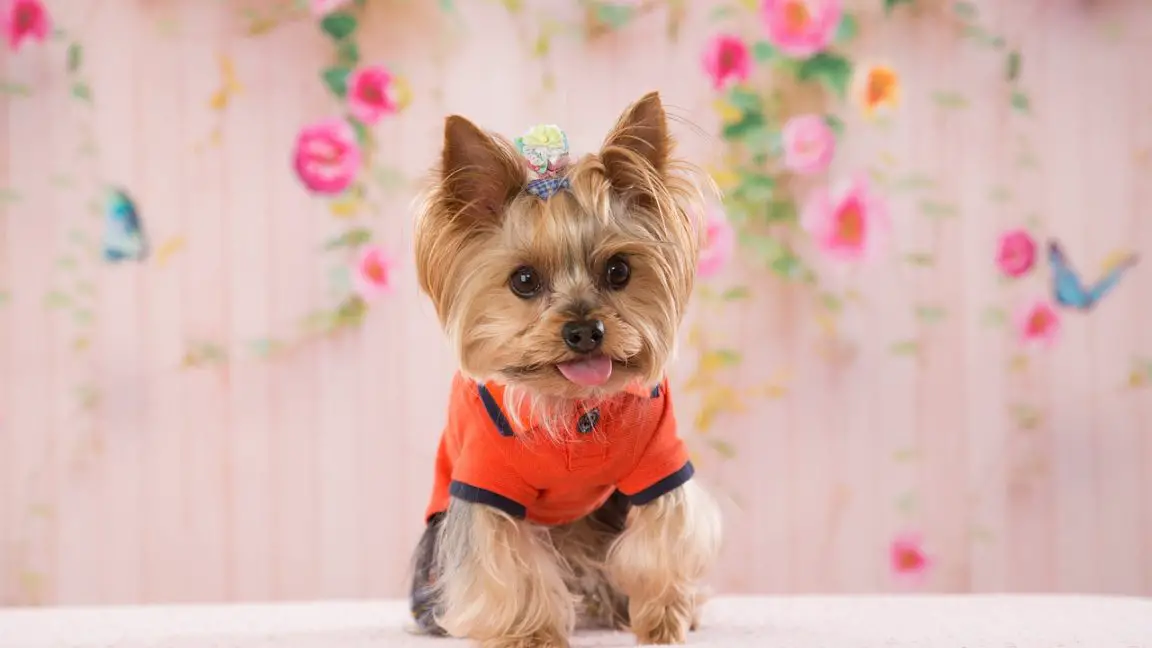 When To Neuter A Yorkie? + 6 Advantages To Neuter Early