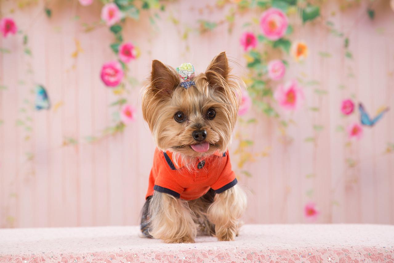 How Often Should You Bathe A Yorkie?