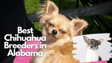 Best Chihuahua Breeders In Alabama