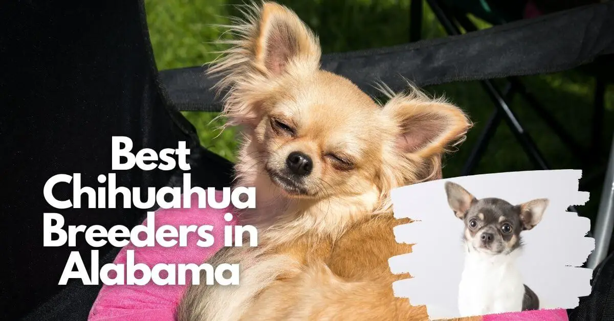 14 Best Chihuahua Breeders In Alabama (Read This First!)