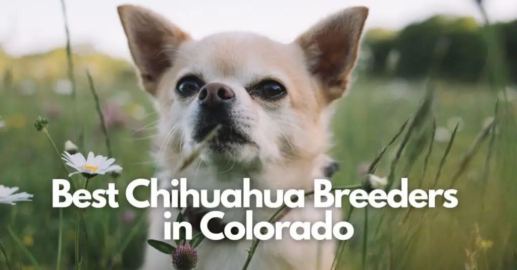 Best Chihuahua Breeders In Colorado