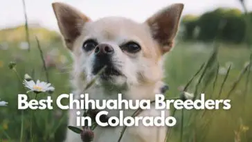 Best Chihuahua Breeders In Colorado