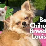 Best Chihuahua Breeders In Louisiana