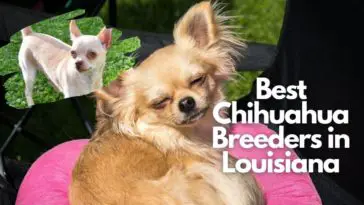Best Chihuahua Breeders In Louisiana