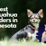 Best Chihuahua Breeders In Minnesota