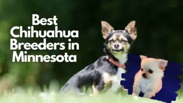 Best Chihuahua Breeders In Minnesota