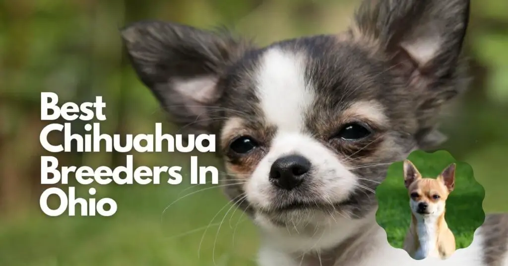 Best Chihuahua Breeders In Ohio