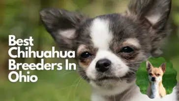 Best Chihuahua Breeders In Ohio