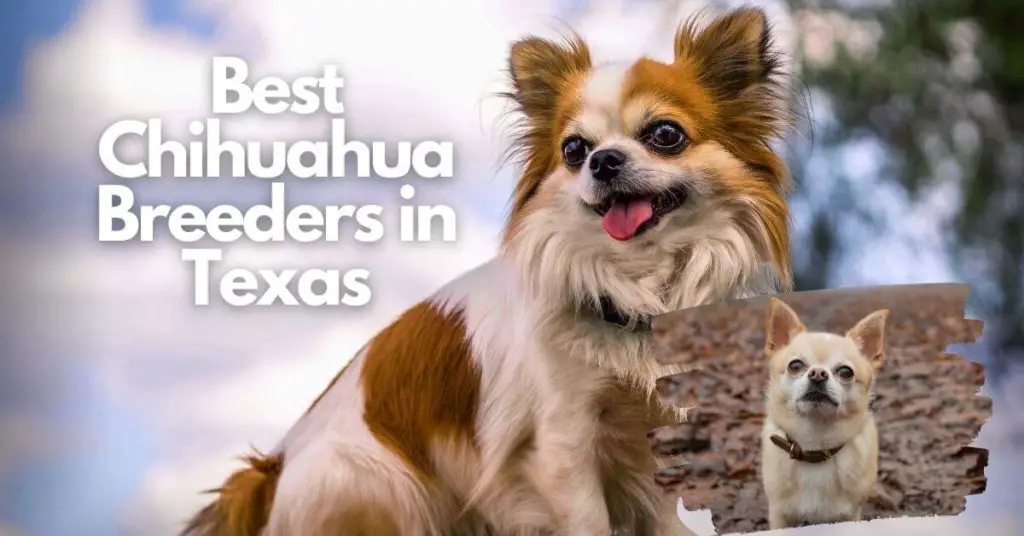 Best Chihuahua Breeders In Texas
