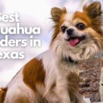 Best Chihuahua Breeders In Texas