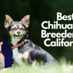Best Chihuahua Breeders in California