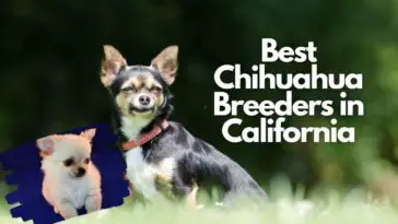 Best Chihuahua Breeders in California