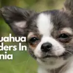 Best Chihuahua Breeders in Virginia