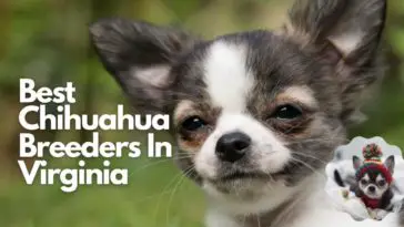 Best Chihuahua Breeders in Virginia