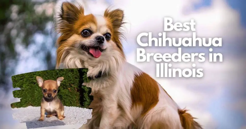 Best Chihuahua Breeders in Illinois
