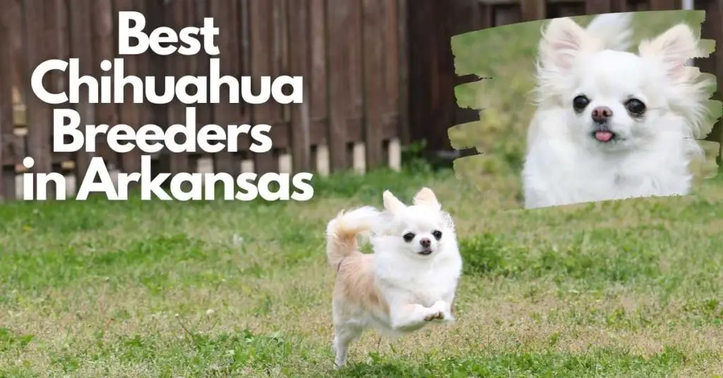 Best Chihuahua breeders in Arkansas