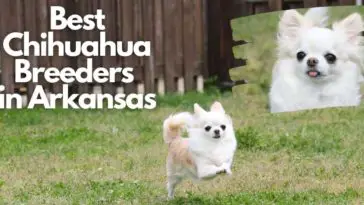 Best Chihuahua breeders in Arkansas