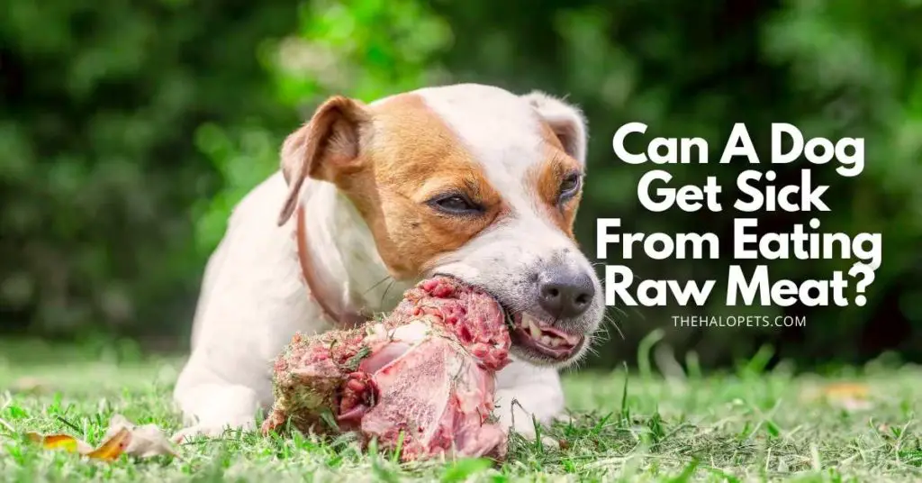 Can A Dog Get Sick From Eating Raw Meat