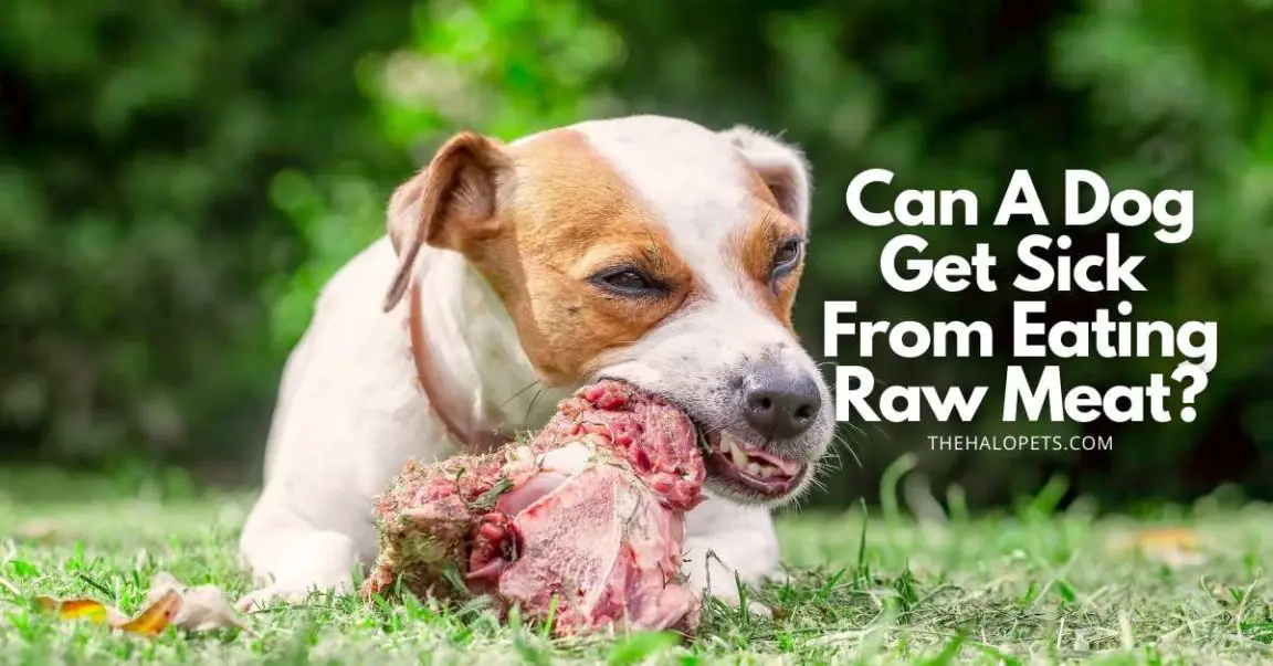 Can A Dog Get Sick From Eating Raw Meat? +Signs of Food Posioning