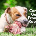 Can A Dog Get Sick From Eating Raw Meat