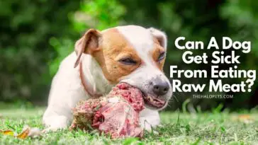 Can A Dog Get Sick From Eating Raw Meat
