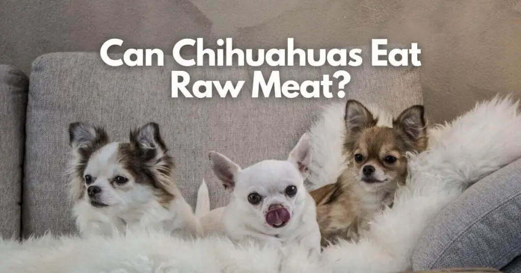 Can Chihuahuas Eat Raw Meat