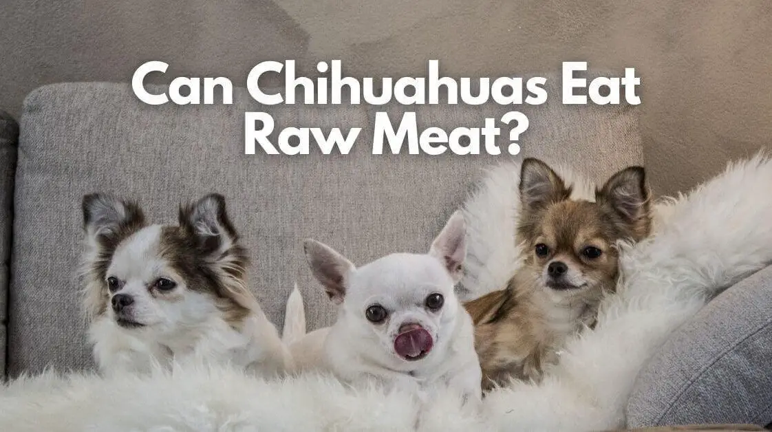 Do Chihuahuas Have Curly Tails? 4 Tail Types + 8 Common Tail Problems