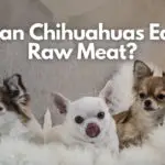Can Chihuahuas Eat Raw Meat
