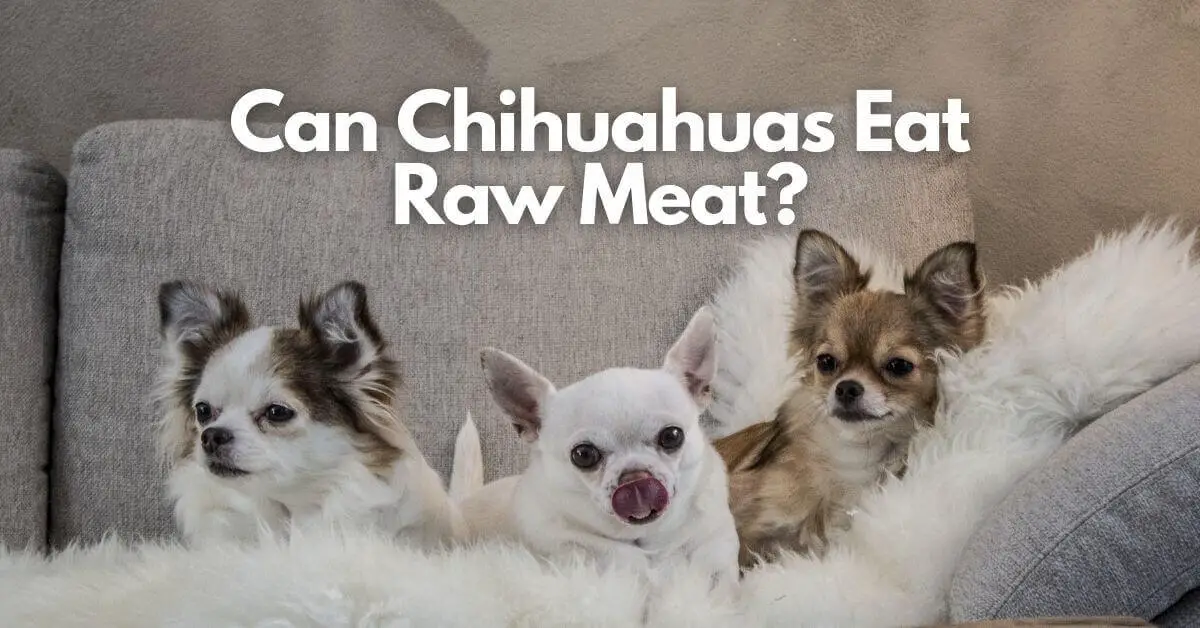 Can Chihuahuas Eat Raw Meat? A Complete Guide + 4 Raw Food Diets
