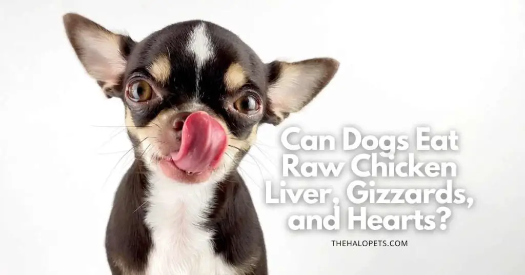 Can Dogs Eat Raw Chicken Liver, Gizzards, and Hearts? (Read This First!)