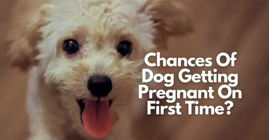 Chances Of Dog Getting Pregnant On First Time