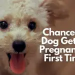 Chances Of Dog Getting Pregnant On First Time